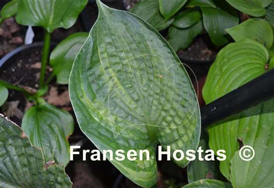 Hosta Kiwi Silver Cup